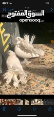  3 زوج طيور زينه نوع هنداوي مكعكل ومكلش