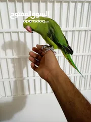  5 انثى دره هندي منتجه