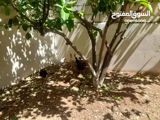  2 دجاج بلدي للبيع  6 دجاجات وديك