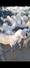  2 اغنام سواكني ابيض سعر جملة