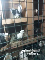  7  pigeons for sale
