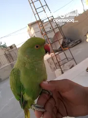  2 ببغاء الدرة الهندي