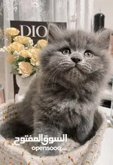  4 متوفر قطط للبيع