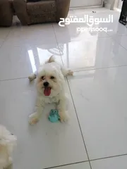  1 ذكر وانثى  فرنش تيرير عمر شهرين الأنثى والذكر سنتين puppy 2-months - French Terrier female & boy
