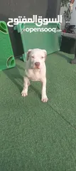  1 pitbull size XXXL puppy 4 month