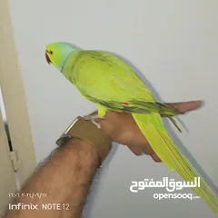  7 ببغاء دره هندي أليف