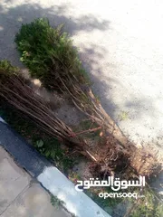  1 اشجار زينة