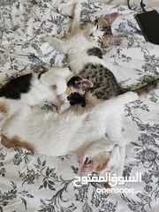  3 Kitten adoption ثلاث قطط للتبني