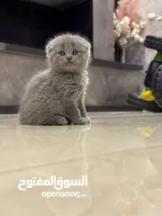 12 مجموعة قطط سكوتش فولد و ستريت مميزة للبيع