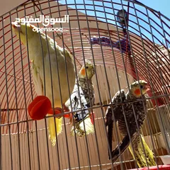  2 عصافير كوكتيل للبيع حبات جامبو ونضيفه