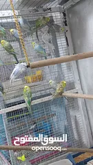  4 طيور للبيع