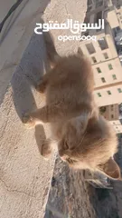  4 قط بعمر شهرين صغير لعلوب الاب شيرازي والام عاديه بعيون عسليات