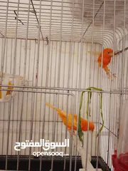 2 ابو أحمد المصري