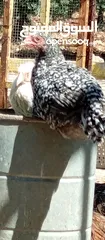  1 صوص بلدي للبيع