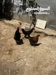  1 جاج للبيع جاج
