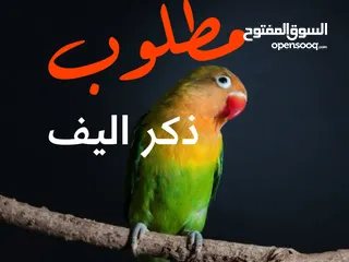  1 مطلوب ذكر غندور للبيع