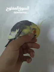  5 ذكر كوكتيل متكلم شوف الوصف .........................................................................