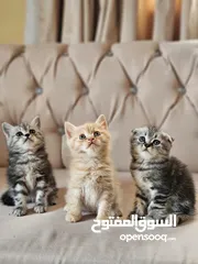  1 قطط شيرازيه صغيره للبيع