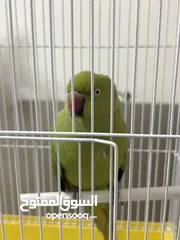  6 ببغاء دره هندي بدايه طوق للبيع حجم وسط
