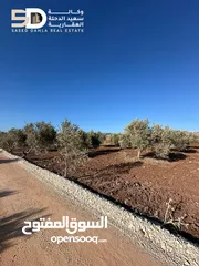  2 نمر_أراضي_زيتون  مثمرة ومعمّرة في أرقى مواقع دير غزالة  جنين