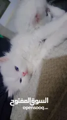  5 Available kittens for sale high quality breed Cats (Silver British breed & Scottish straight breed.)