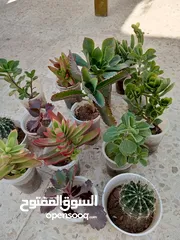  12 نباتات و عصارات و صباريات