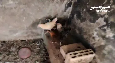  4 جاج بلدي للبيع