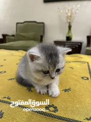  8 قطط سكوتش فولد و سكوتش ستريت للبيع