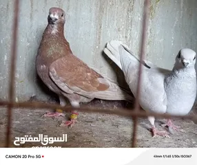  9 للبيع جواز منتجة