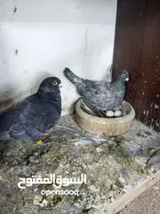  11 جواز حمام للبيع السعر نهائي