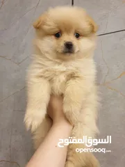  8 جراء بوميريان اصغر حجم تيكب