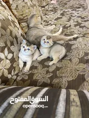  2 سكوتش فولد وسكوتش ستريت ذكور حجم تربل جمجمه عريضه اقزام الطول  الاب والام موجودات بييور
