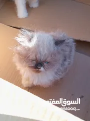  4 كيتن راغدول