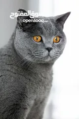  1 قط British Shorthair