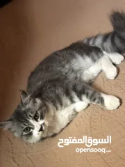  2 انثى للبيع