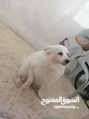  3 كلب شيواوا للبيع مدرب تربايه منزل