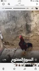  2 جاج وديك وبط