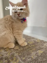  1 قطه شيرازية للبيع persian cat for sale