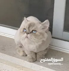 1 انثى هملايا للبيع