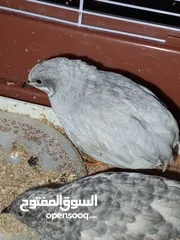  3 2ذكر سمان صيني (Button Quail) بحالة ممتاز، من طفرات نادرة وجميلة.