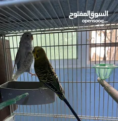  4 جوزين طيور حب شغالين للبيع