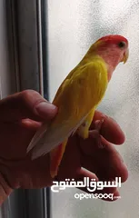  2 روز ذكر بجنن لونه بسعر منيح