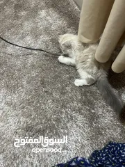  1 قط جميل ذا لون ابيض على بيج للبيع وبسعر مناسب جدا جدا. ودود أليف كثير الحركة يحب اللعب.