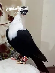  1 حمام  مستوى  مميز   وجميل