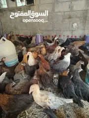  3 بسم الله مشاء الله متاح بفضل الله فراخ بلدي العمر شهرين صحه ونضافه بصلاه على النبي ماخذات مطاعيم نيو