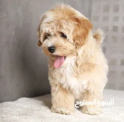  2 Maltipoo  جراء مالتيبو