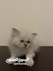  4 ماشاءالله قطط أحجام ممتاز وصحة كويسه