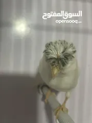  1 طيرة جلوستر ع جهوز شوف الوصف