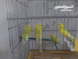  11 متوفر اربع طيور حب بسعر حرق اقرأ الوصف  ااااااااااااااااااااااااااااااااااااااااااااااااااااااا