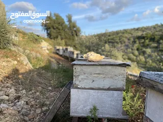  4 خلية نحل مكونة من عشرة براويز